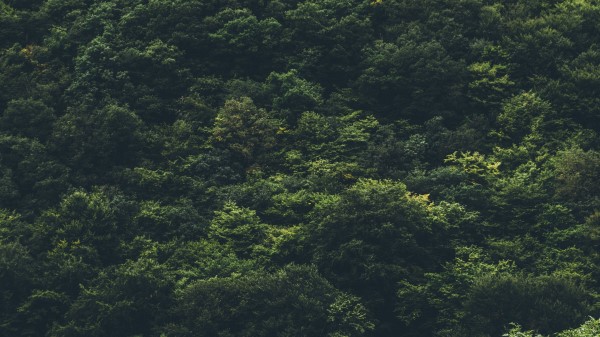 Trees Forest Top View Wallpaper