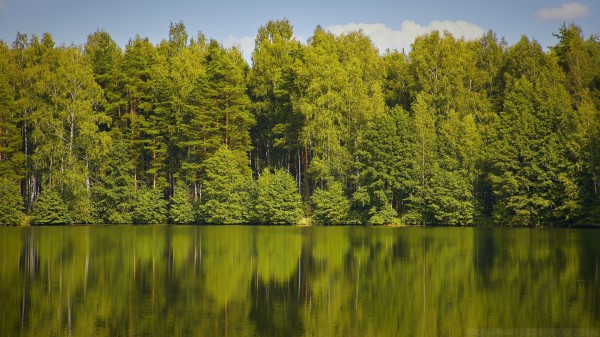 Trees Forest Water Wallpaper