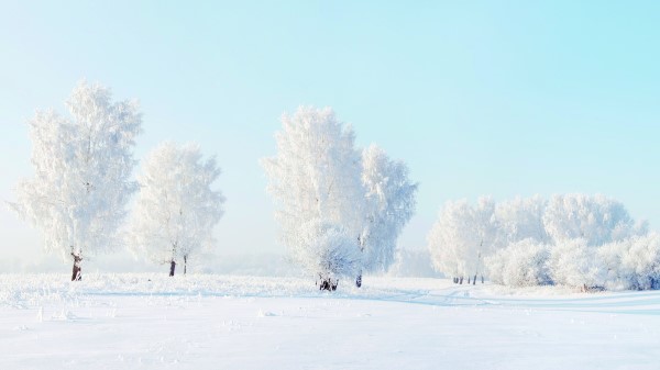 Trees Frost Snow Winter Wallpaper
