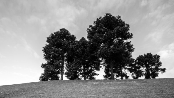 Trees Grass Bw Wallpaper