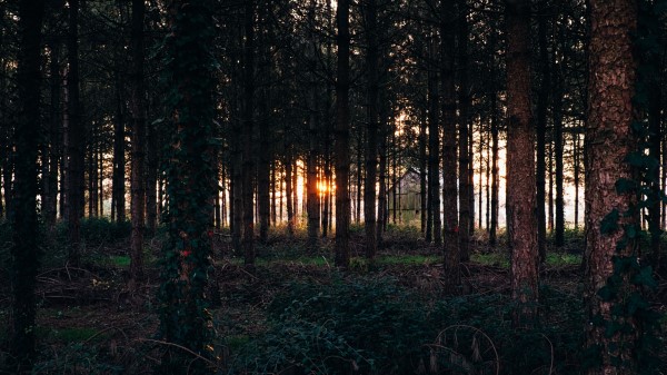 Trees Grass Evening Wallpaper