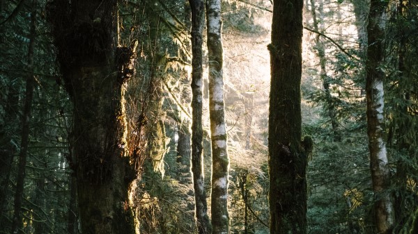 Trees Grass Ferns Wallpaper