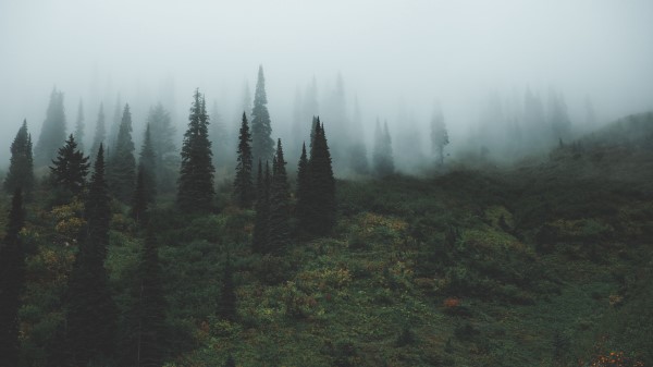 Trees Grass Fog Wallpaper