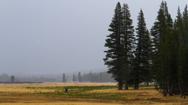 Trees Grass Forest Wallpaper
