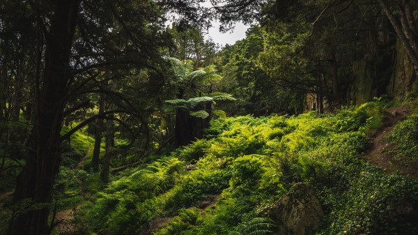 Trees Green Trekking Wallpaper