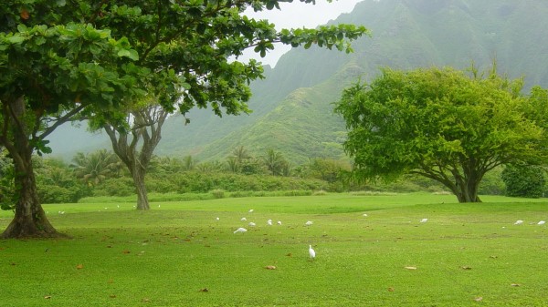 Trees Greens Birds Fog Morning Wallpaper