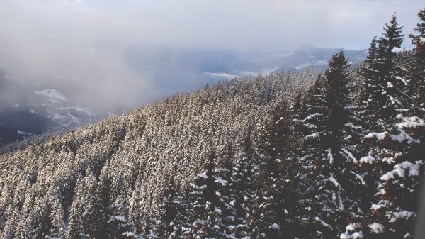 Trees High Snow Wallpaper