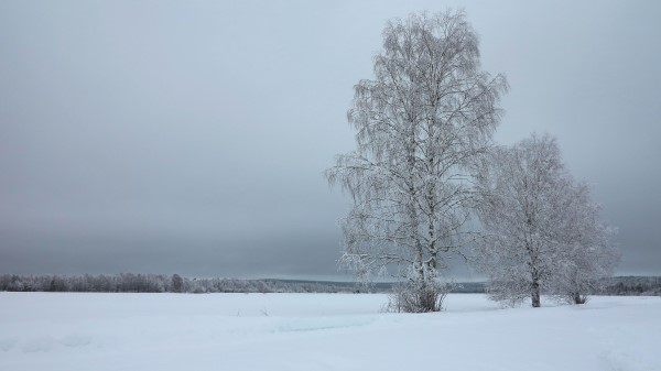 Trees In Finland Ultra Hd Wallpaper Wallpaper