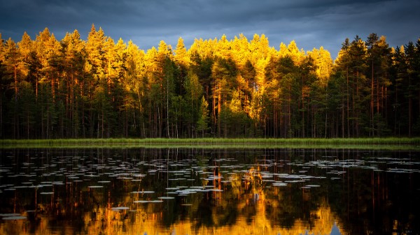 Trees Lake Autumn Reflections Wallpaper