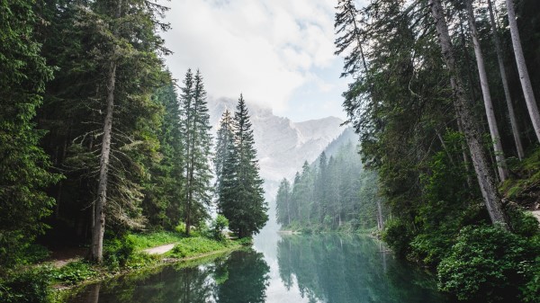 Trees Lake Forest Clouds Wallpaper