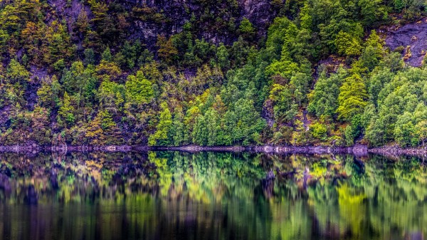 Trees Lake Reflection Gg Wallpaper