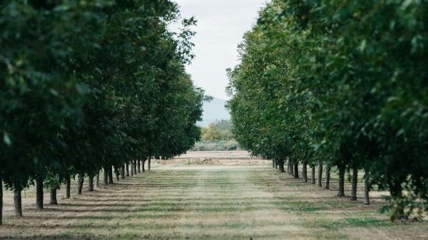Trees Lawn Green Wallpaper