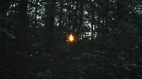 Trees Light Beam Wallpaper