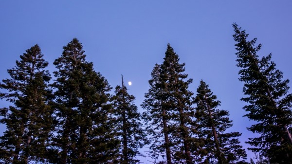 Trees Moon Sky Wallpaper