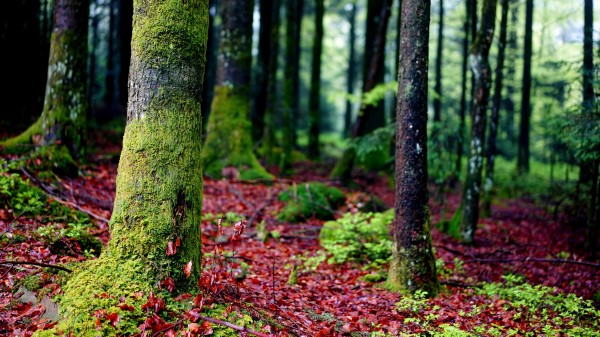 Trees Moss Bark Forest Wallpaper