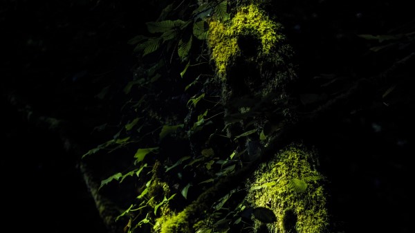 Trees Moss Branches Wallpaper