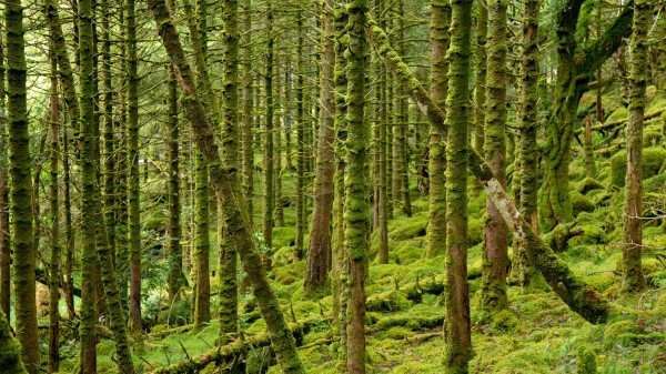 Trees Moss Forest Wallpaper
