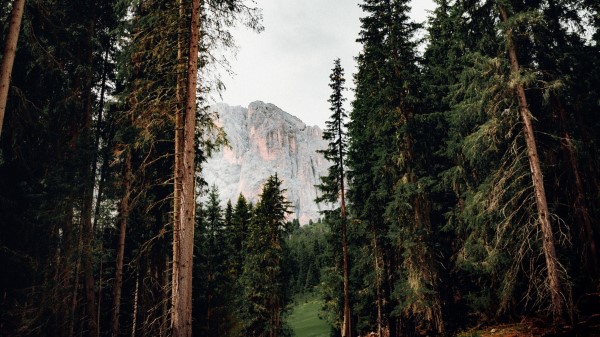 Trees Mountain Peak Wallpaper