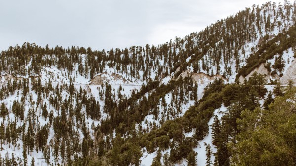Trees Mountains Snow Peaks Wallpaper