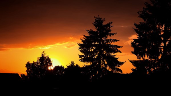 Trees Night Forest Wallpaper
