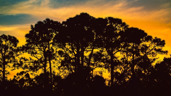 Trees Night Silhouettes Sky Wallpaper