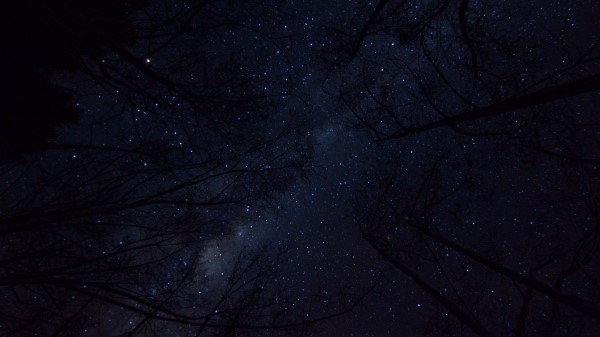Trees Night Sky Branches Image Wallpaper