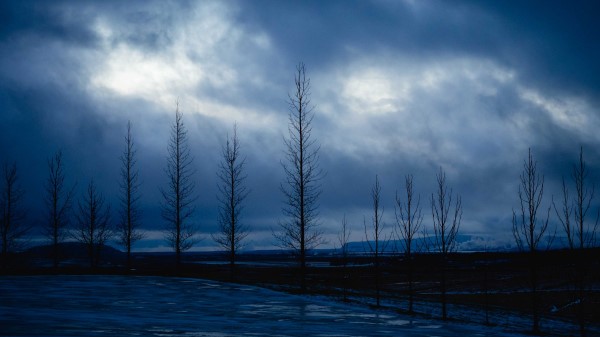 Trees Night Sky Branches Wallpaper