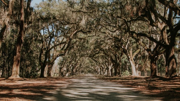 Trees Park Shadow Road Wallpaper