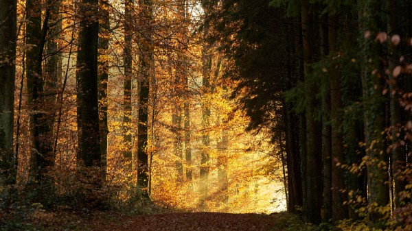Trees Path Forest Wallpaper
