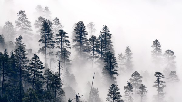 Trees Pine Fog Wallpaper