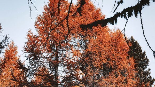 Trees Pines Conifer Wallpaper