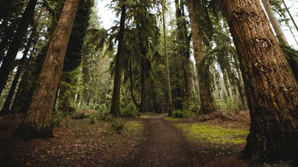 Trees Pines Path Wallpaper