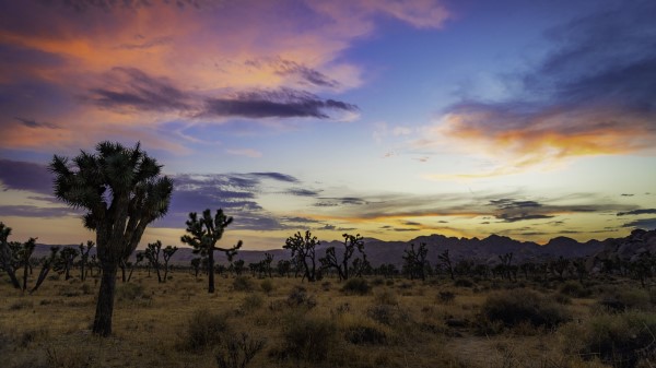 Trees Prairie Dusk Wallpaper