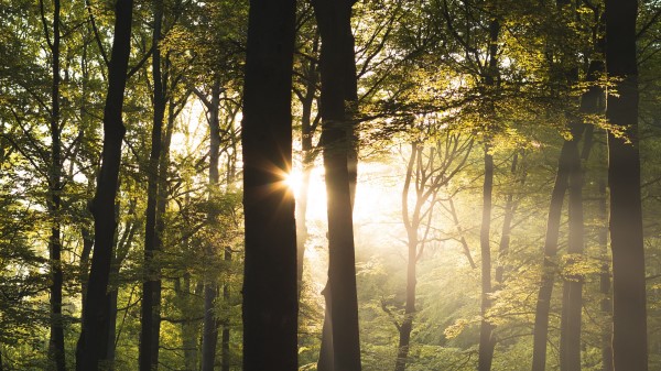 Trees Rays Sun Wallpaper