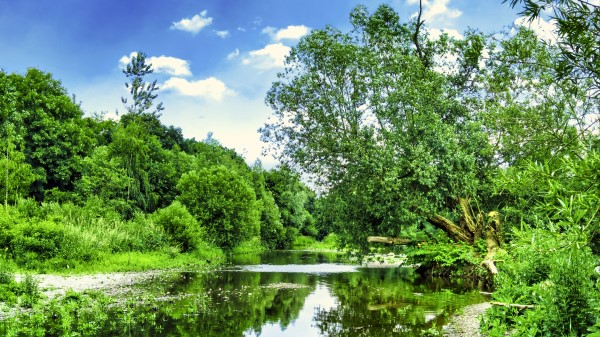Trees River Courses Wallpaper