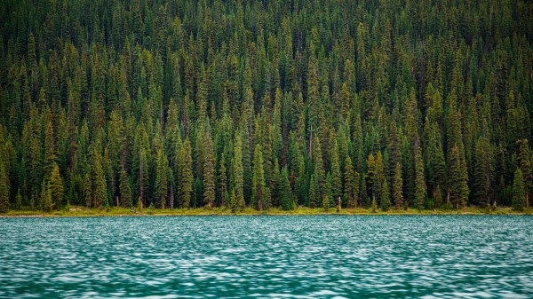 Trees River Water Surface Wallpaper