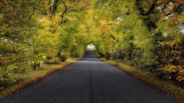 Trees Road Autumn Wallpaper