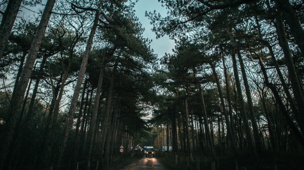 Trees Road Sky Car Wallpaper