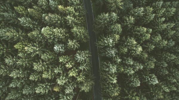 Trees Road View From Above Image Wallpaper