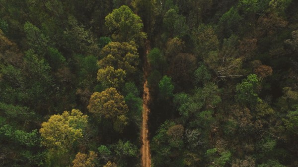 Trees Road View From Above Wallpaper