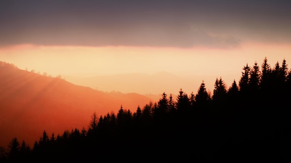 Trees Silhouettes Fog Wallpaper