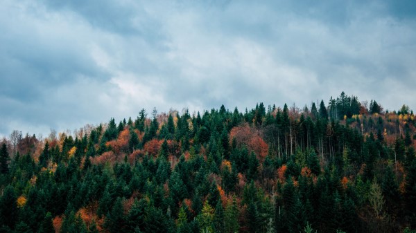 Trees Sky Autumn Top Wallpaper