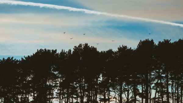 Trees Sky Evening Birds Wallpaper