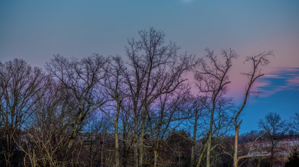 Trees Sky Moon Branches Wallpaper