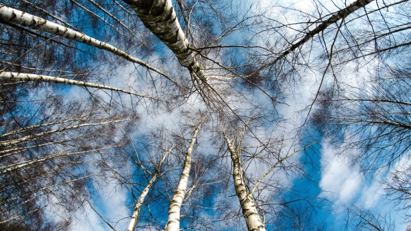 Trees Sky Tops Wallpaper