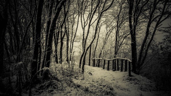 Trees Snow Bw Wallpaper