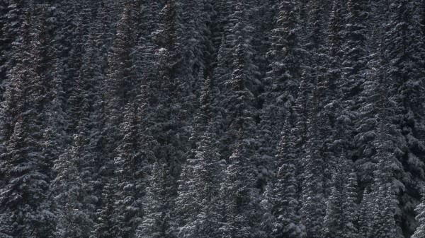 Trees Snow Peaks Forest Wallpaper
