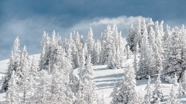 Trees Snow Snowy Image Wallpaper