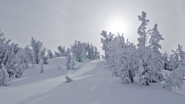 Trees Snow Sunlight Wallpaper