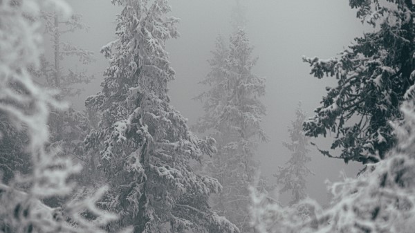 Trees Snow Winter E Wallpaper
